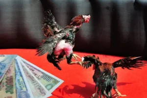 Hé Lộ Cách Chơi Đá Gà Sabong Tại E2BET Bất Bại Mọi Kèo